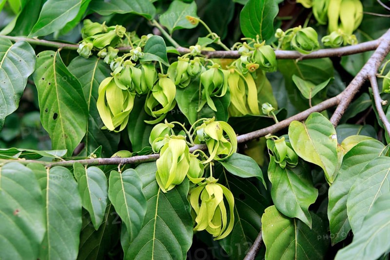 Ylang-Ylang Tree Ylang-Ylang Cananga Odorata Flower Bloom Madagascar Nosy Be