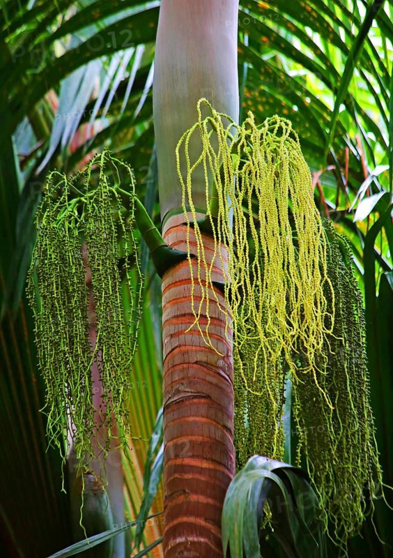 Palm tree with flowers and fruit