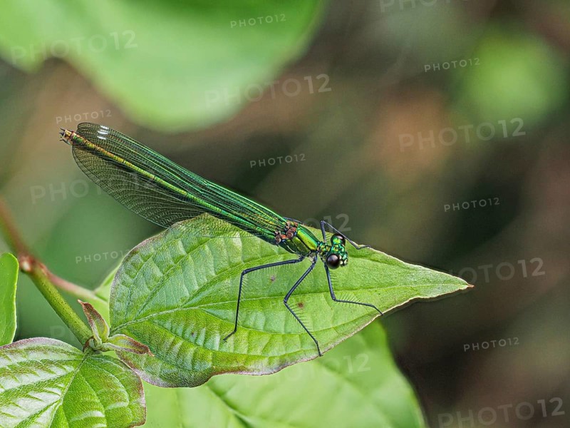 Banded demoiselle