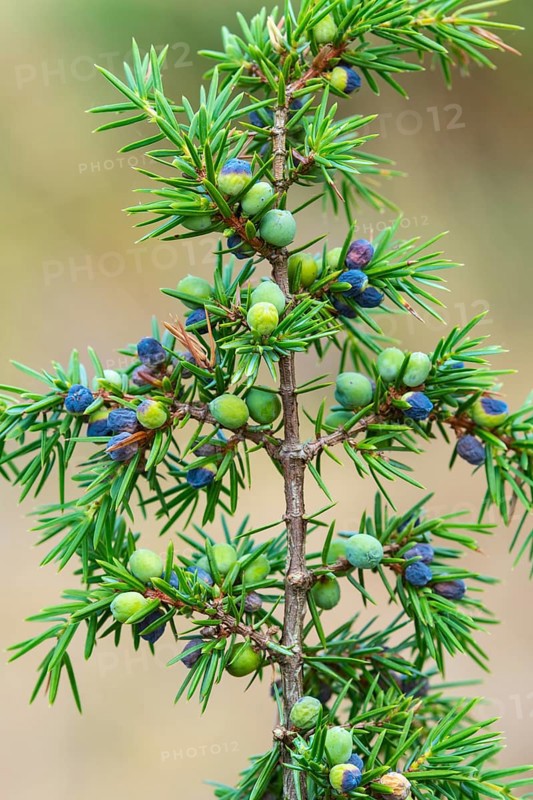 Juniper