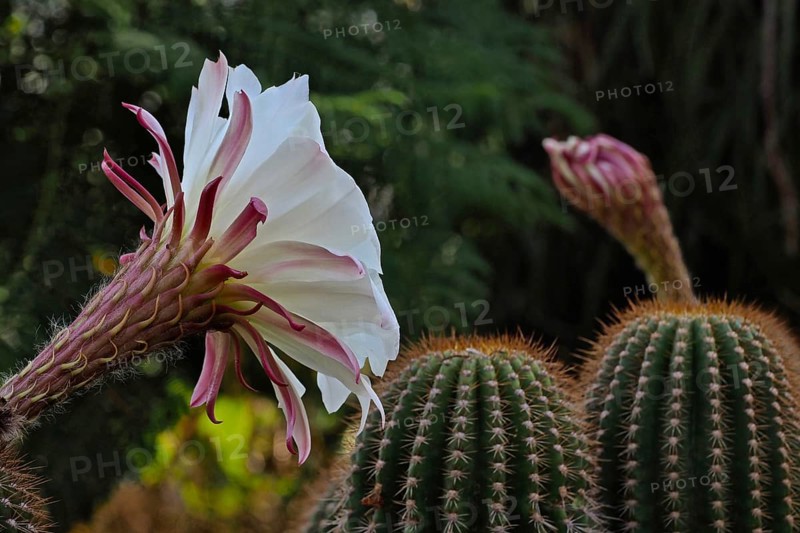 flower of queen of the night