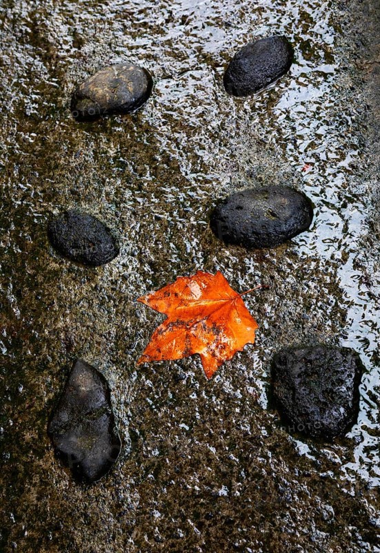 Colourful maple leaf lying on wet stone ground