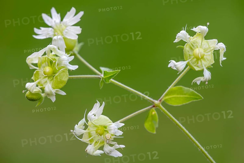 Silene baccifera