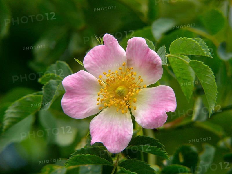 Dog rose