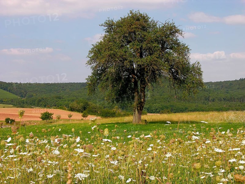 Pear tree Common plantain