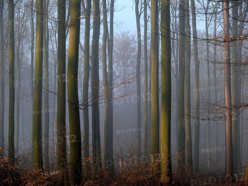 Deciduous forest in the mist