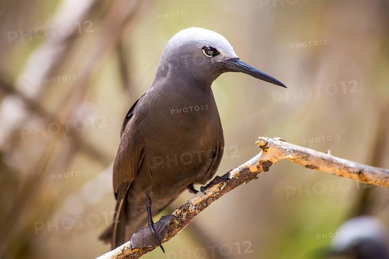 Lesser noddy