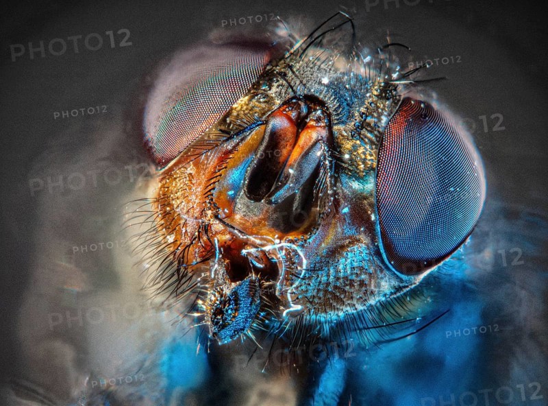 House fly