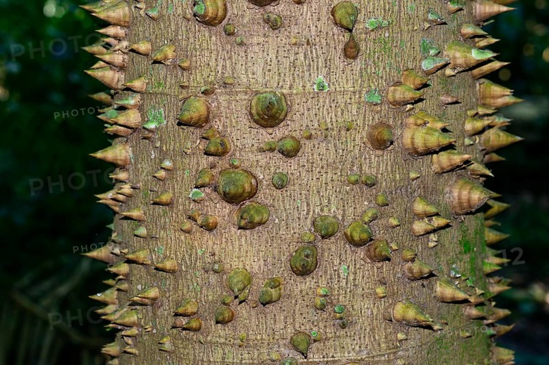 Sandbox tree