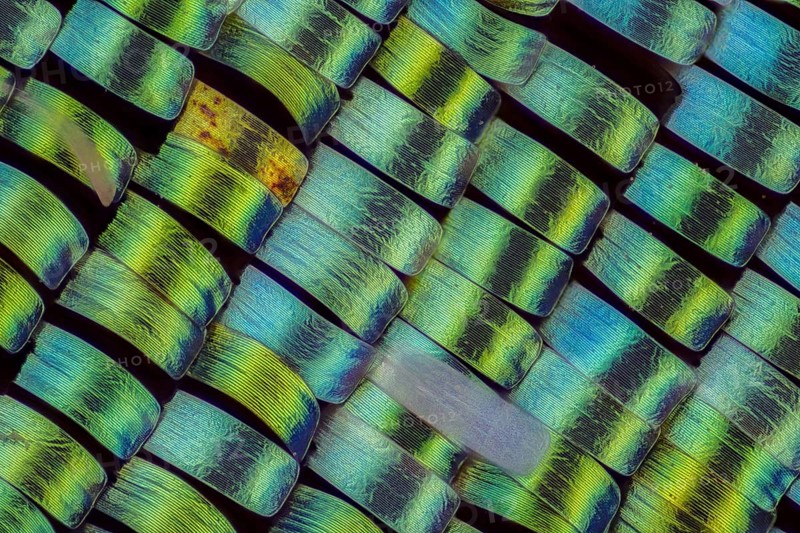 Wing scales of Urania rhipheus