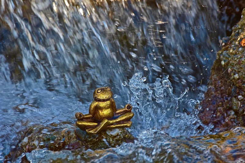 Meditating golden frog from above
