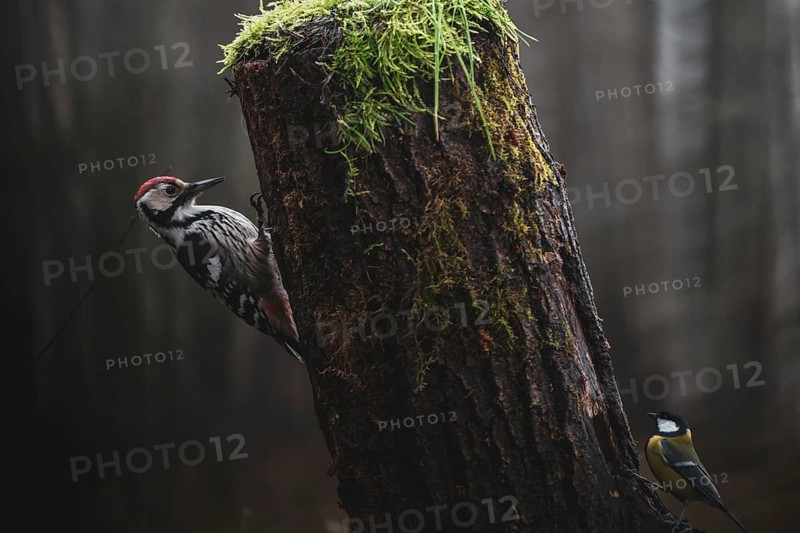 Middle-spotted woodpecker