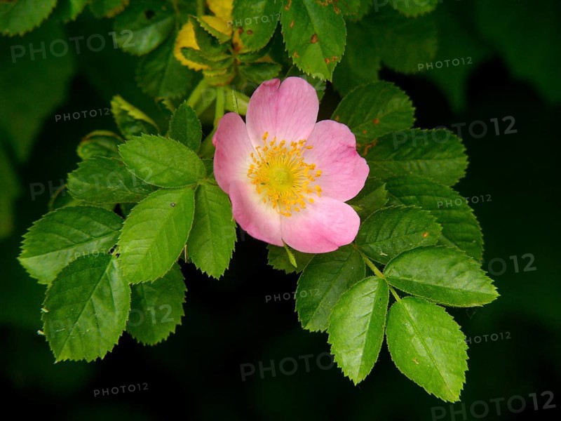 Dog rose
