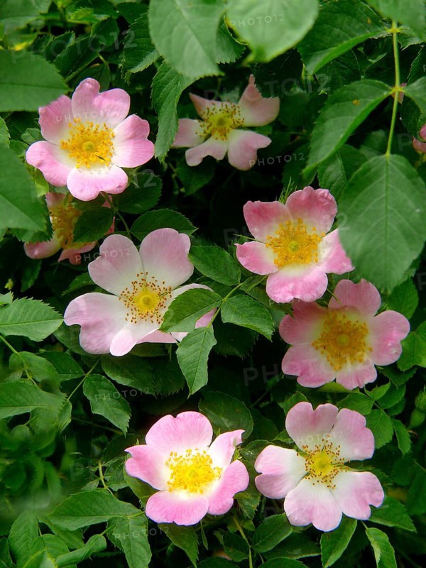 Dog rose