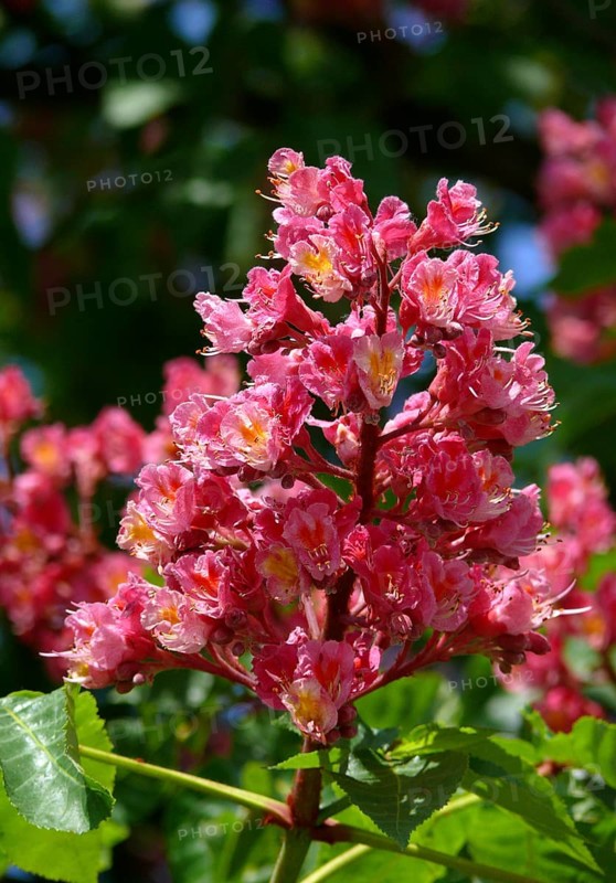 Red-flowered Horse Chestnut