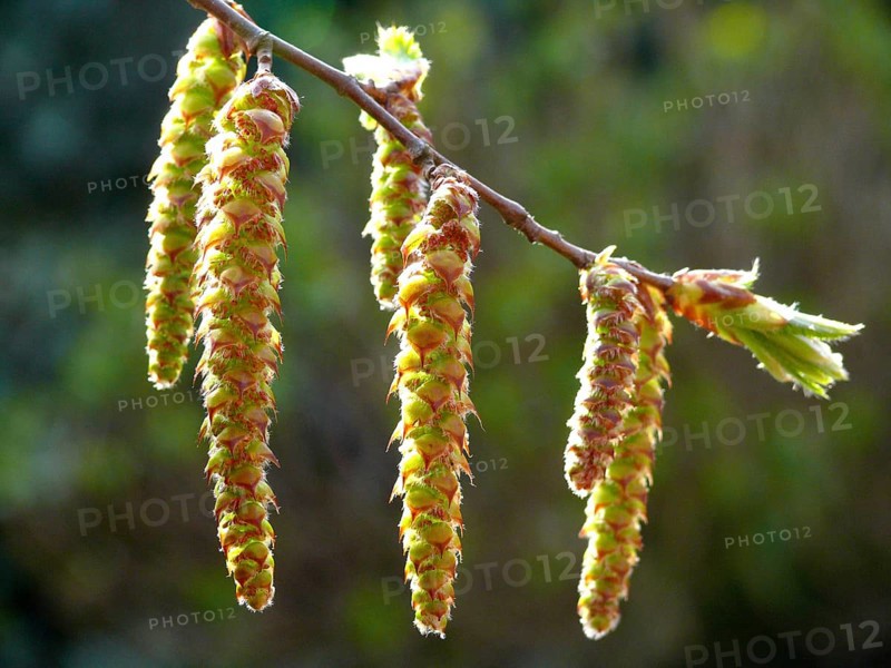Alder catkin