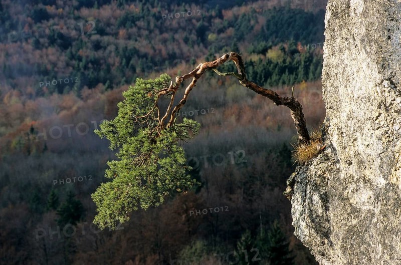Crippled mountain pine