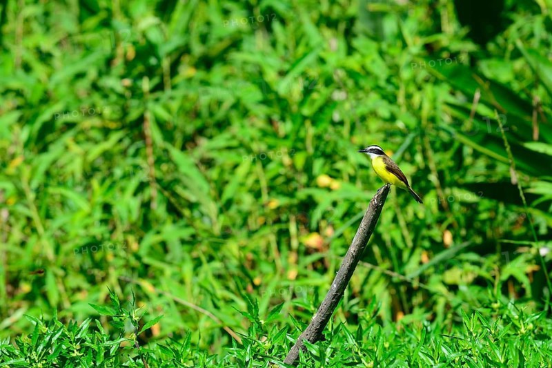 Great kiskadee