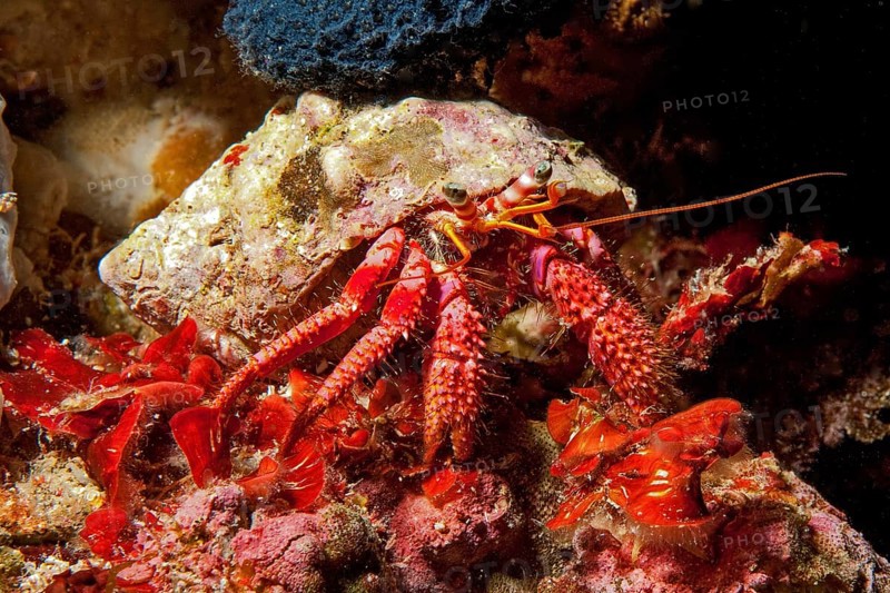 Close-up of red hermit crab