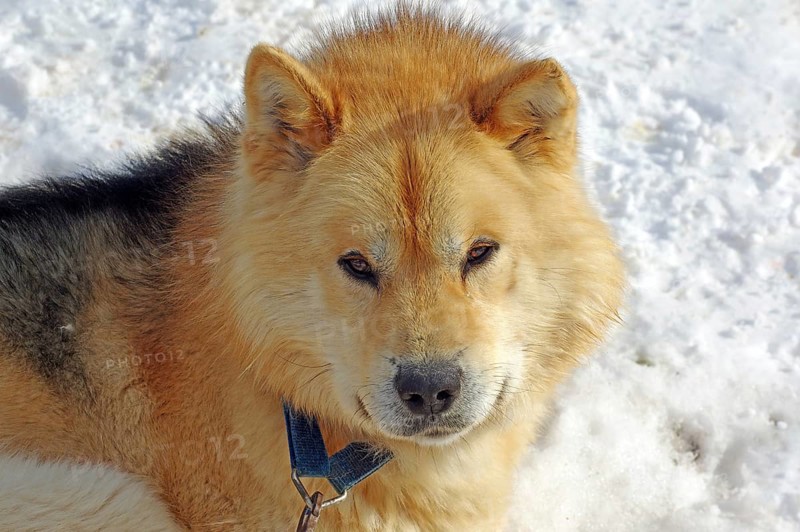 Sledge dog with thick fur looks into the camera