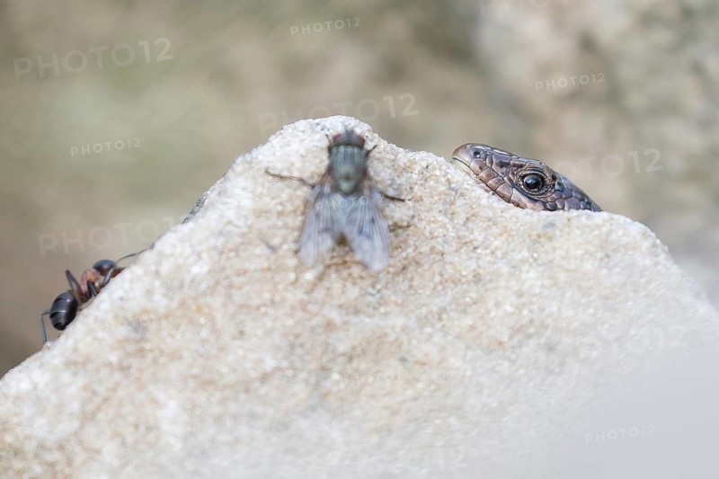 Viviparous lizard