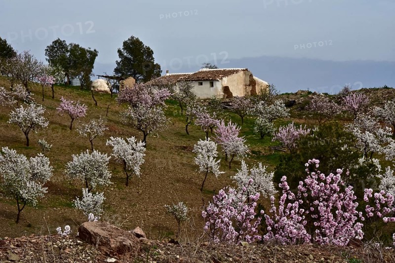 Modest finca in red and white almond orchard