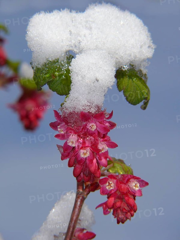 Flowering currant