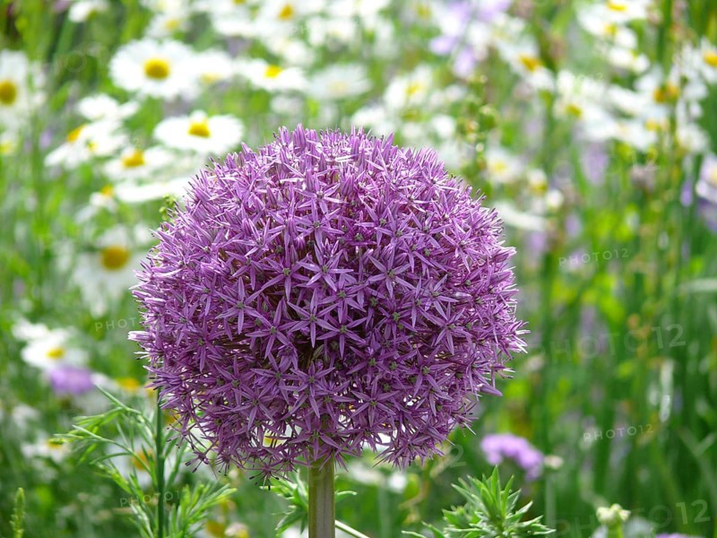 Giant onion