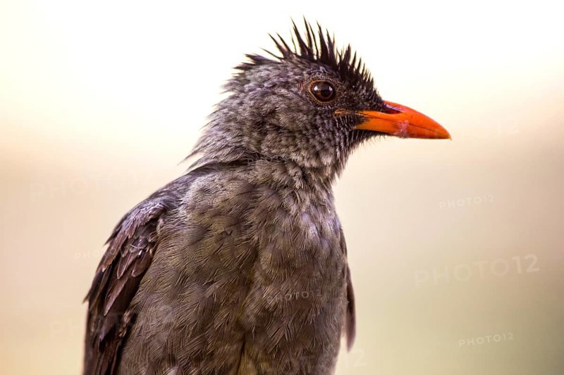 Seychelles bulbul