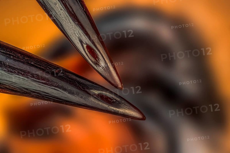 Venomous fangs of a spider