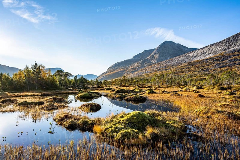 Small pond with bog landscape