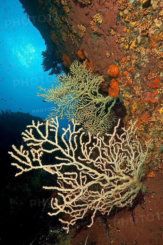 False black coral