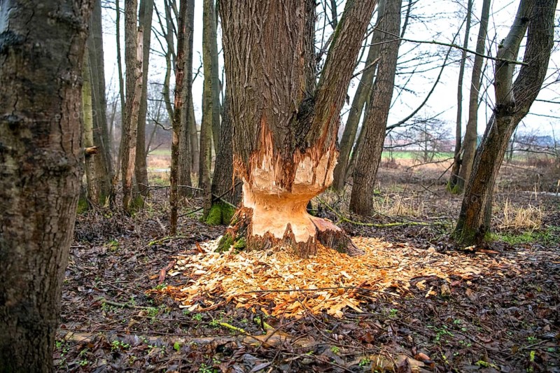 Beaver damage or gnaw marks on a tree in a small forest near a watercourse