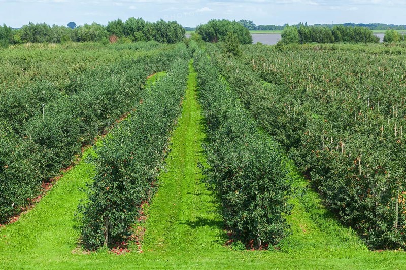 Apple orchard with Elbe
