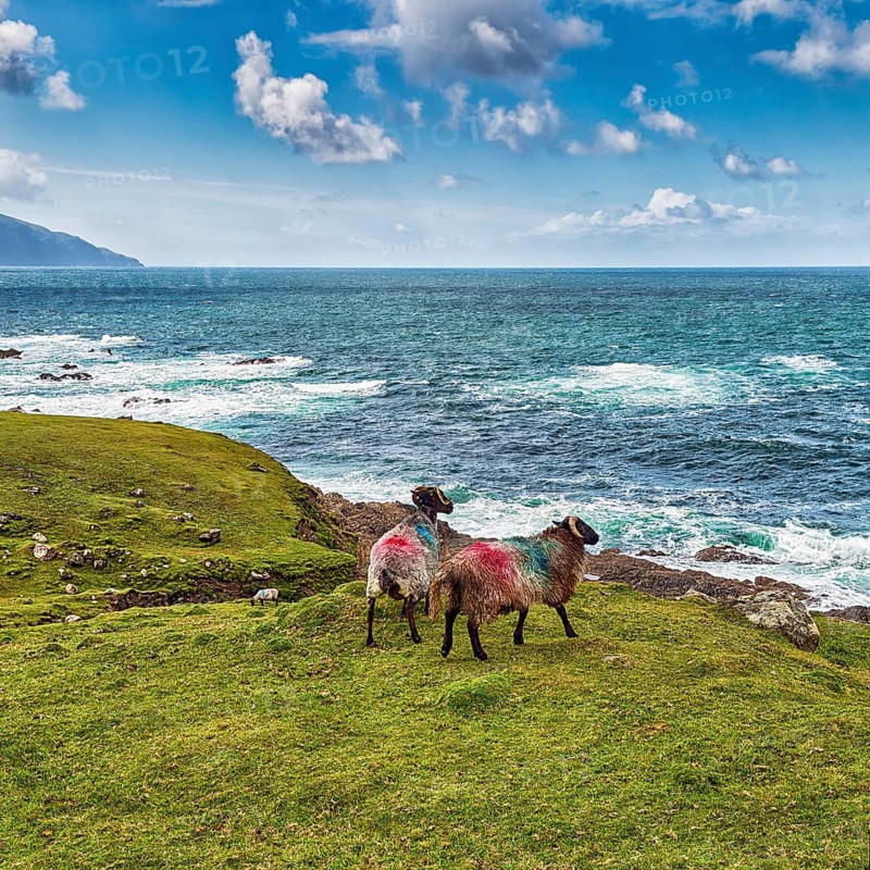 Two domestic sheep