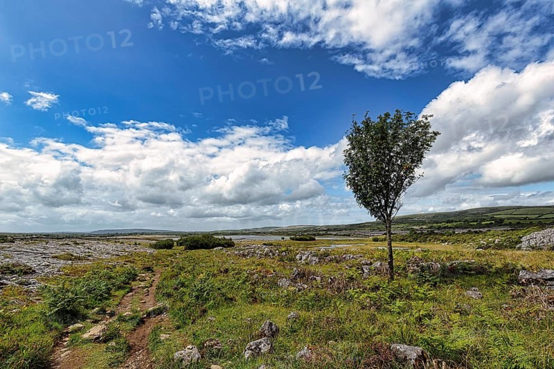 Karst landscape with single tree