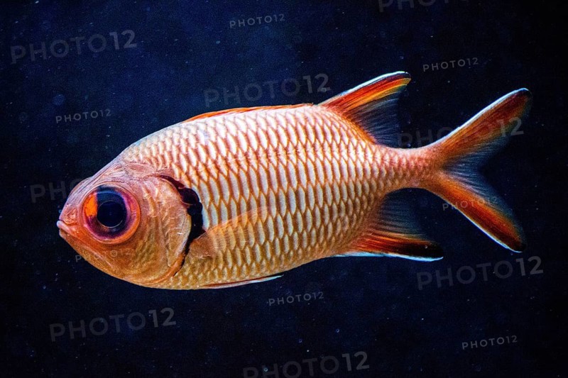 Blotcheye soldierfish