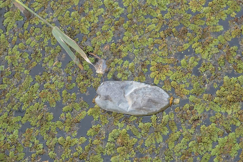 Plastic bottles swims on Floating Watermoss