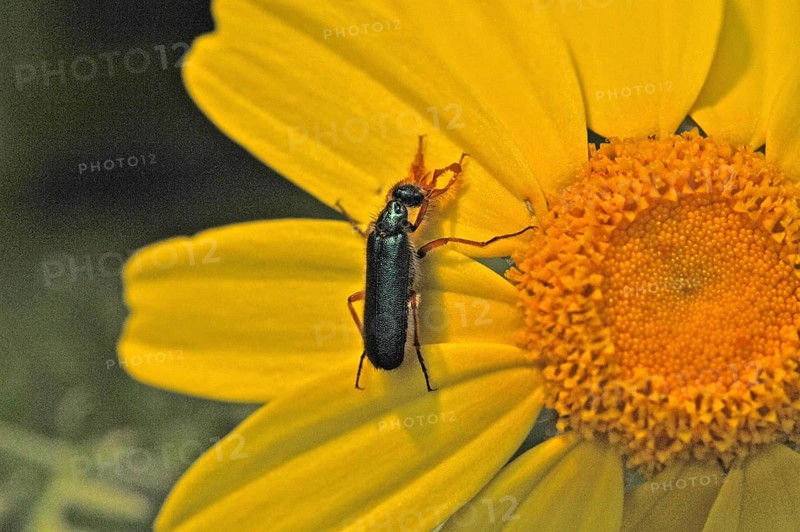 Beetle on yellow flower
