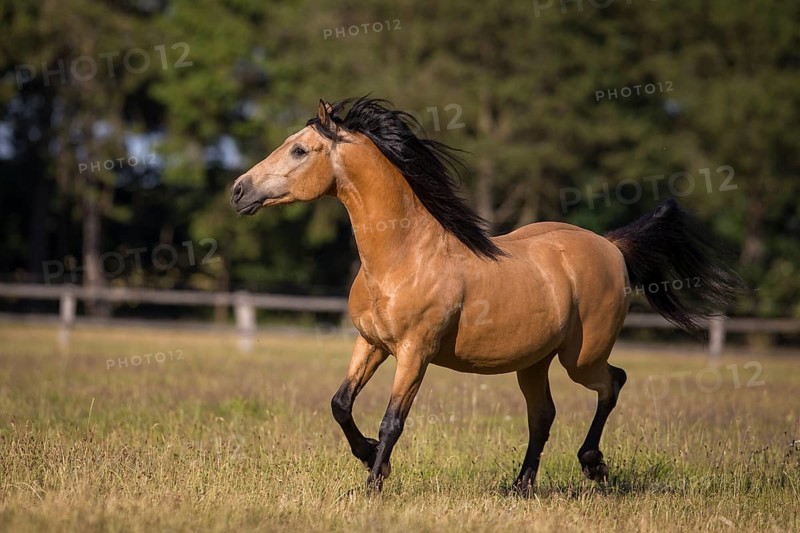 Pura Raza Espanola stallion dun happily trotting on the summer pasture