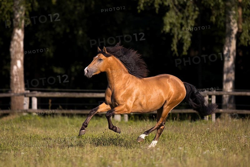 Pura Raza Espanola stallion dun with blowing mane in exuberant gallop on pasture