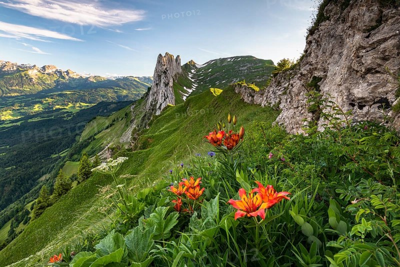 Fire lily
