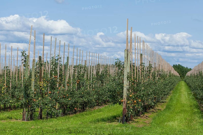 Apple orchard