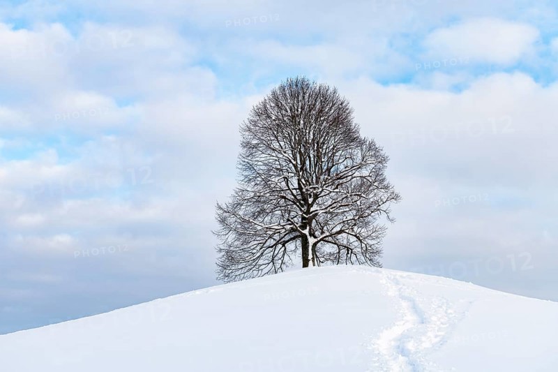 Freestanding lime tree on hill