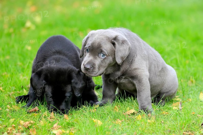 Labrador domestic dog