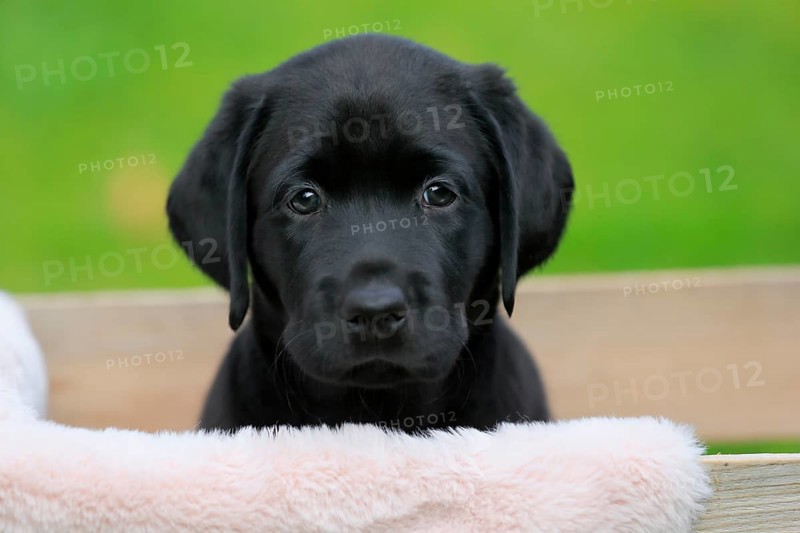 Labrador