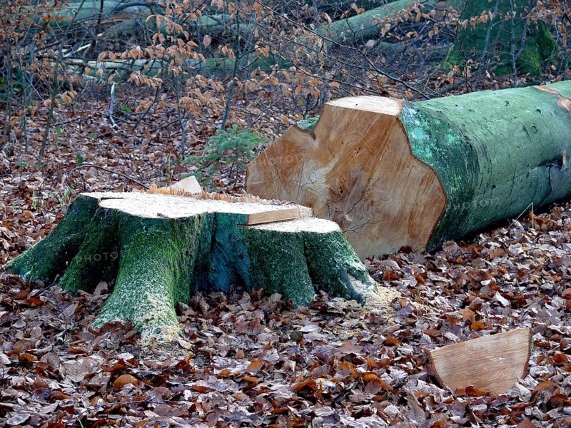 Freshly felled beech tree in the winter forest