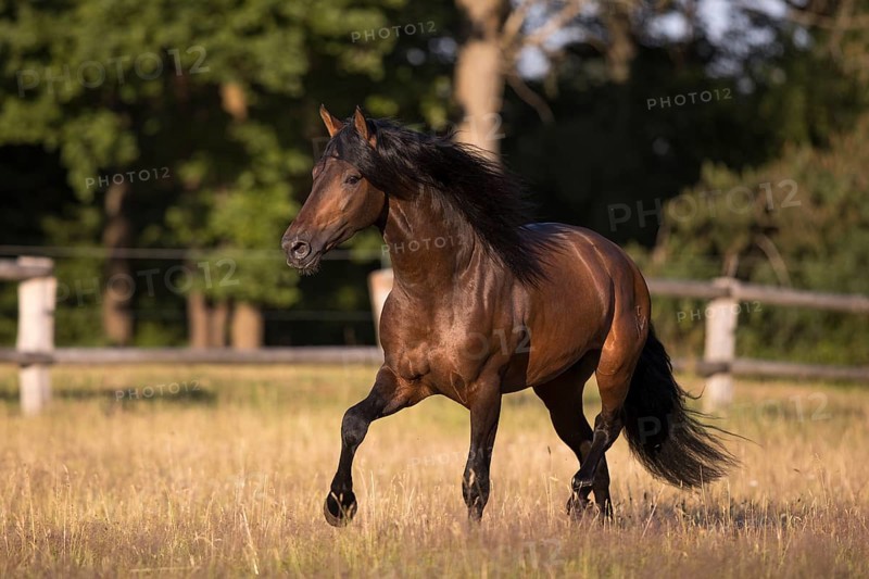 Brown Pura Raza Espanola stallion with flowing mane at a trot on the summer pasture