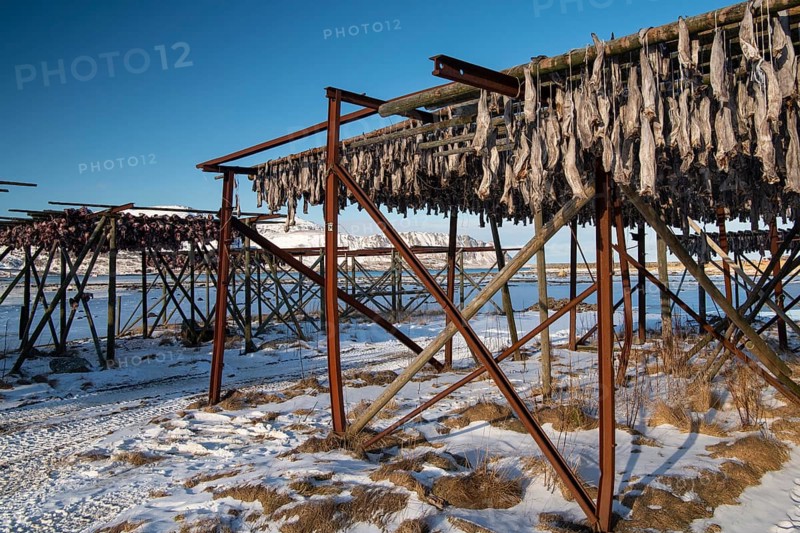 Winter Scandinavian landscape with stockfish