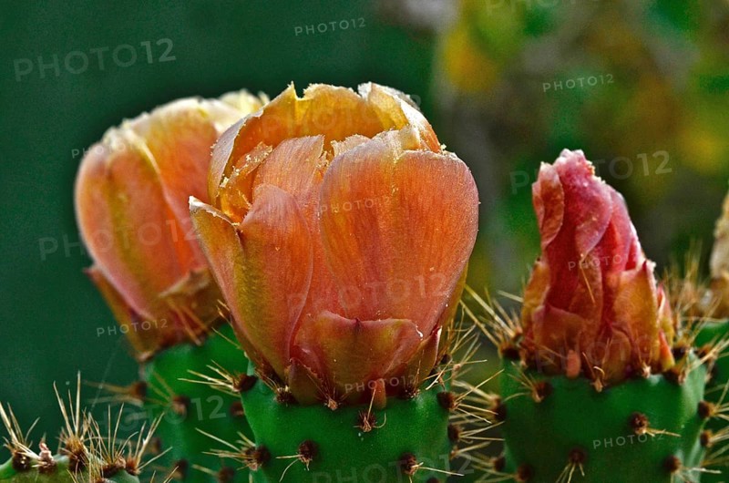 Chumbos flowers